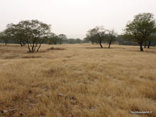 Savane au Ranthambore - Inde